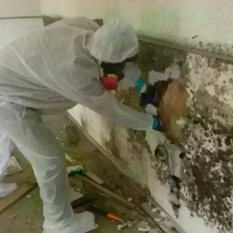 Mold Remediation and Removal in Marion, KY